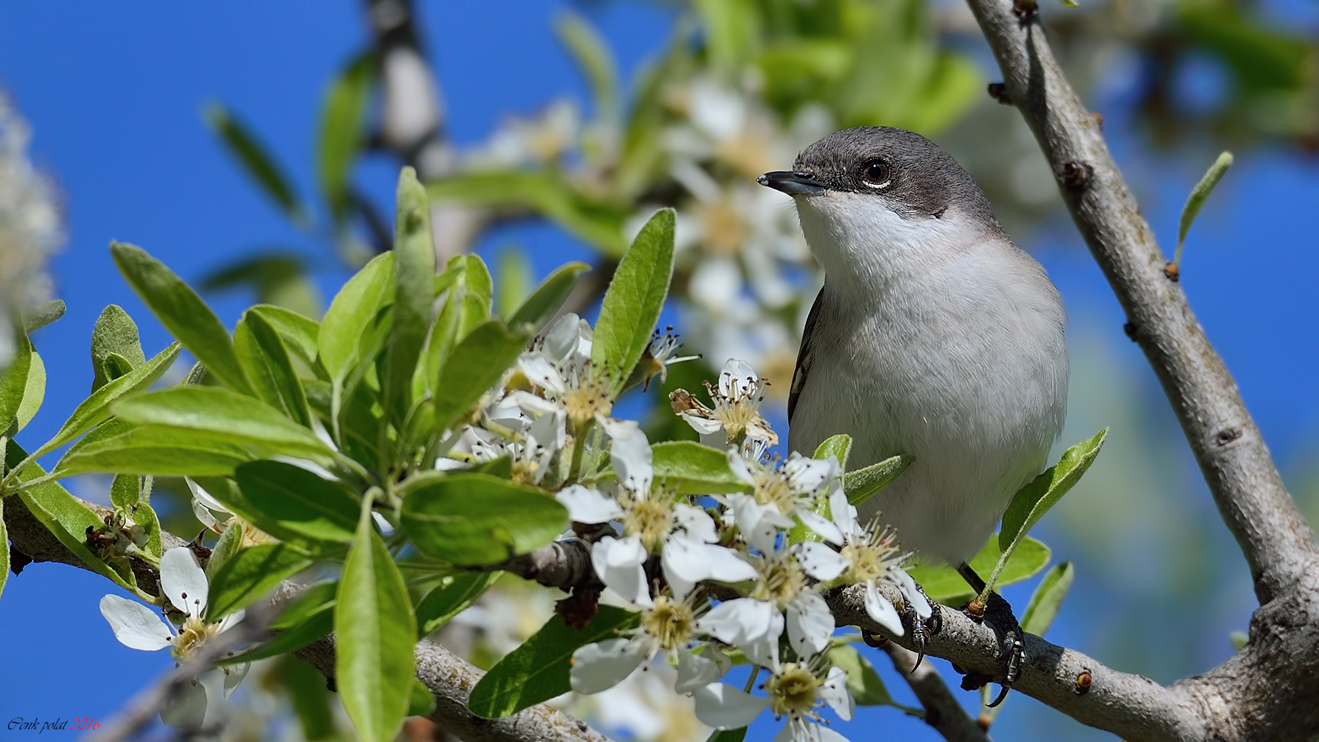 Lesser Whitethroat